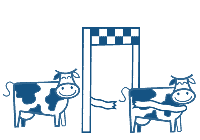 Racing cows